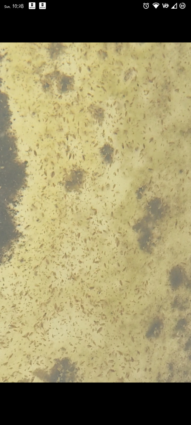 Live Daphnia - fish food in Fish for Rehoming in Mississauga / Peel Region
