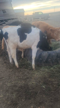  Holsteins
