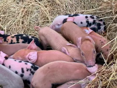 Heritage piglets for sale, View more