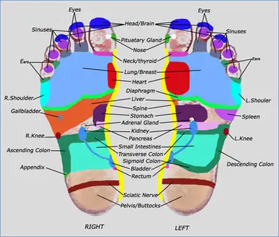 Reflexology Certification Program, View more