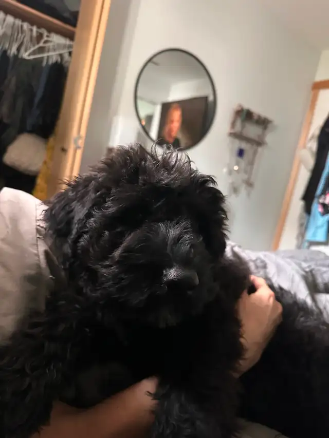 Male Bouvier puppy for sale non shedding  1500 in Dogs & Puppies for Rehoming in Whitehorse - Image 10