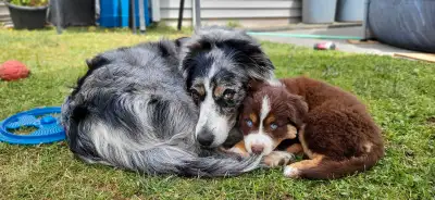 2 Australian Shepherd Puppies READY TODAY, View more