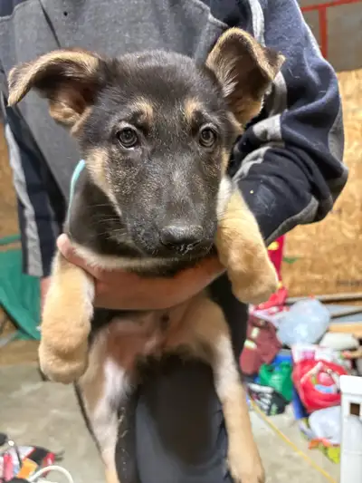 german shepherd, View more