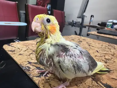 hand fed baby cockatiels , View more