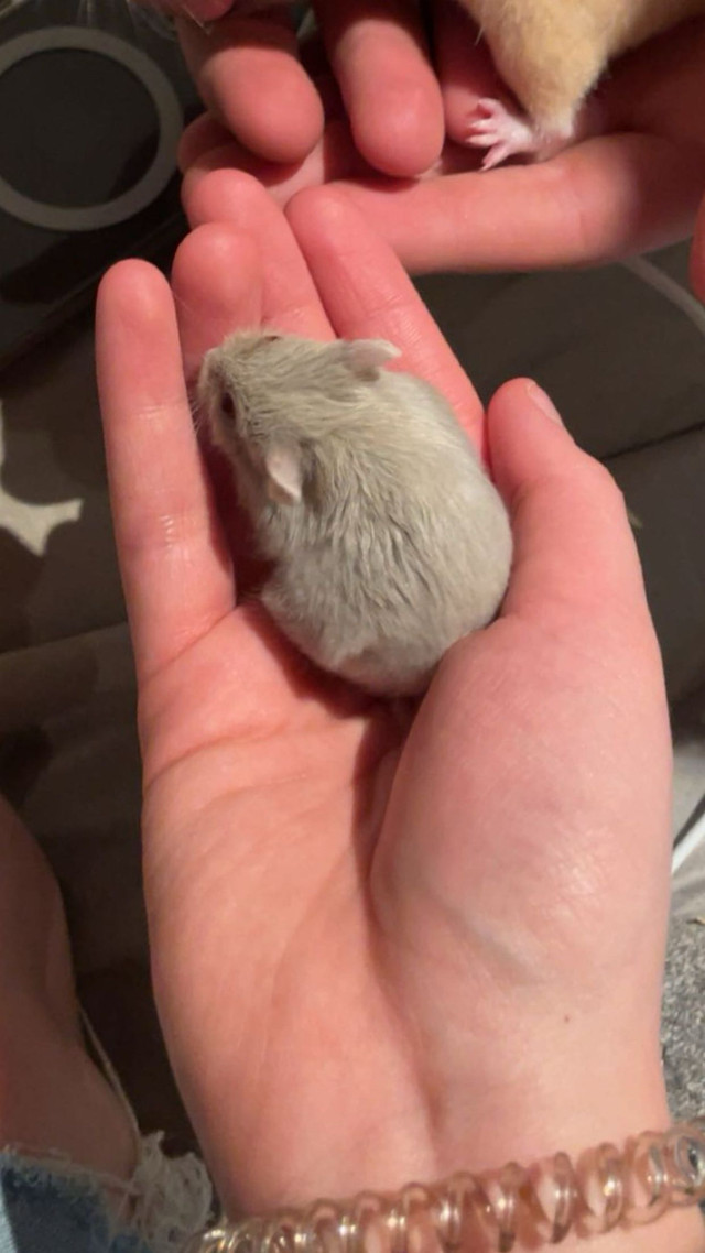 Selling baby Russian dwarf hamster  in Small Animals for Rehoming in Peterborough - Image 3