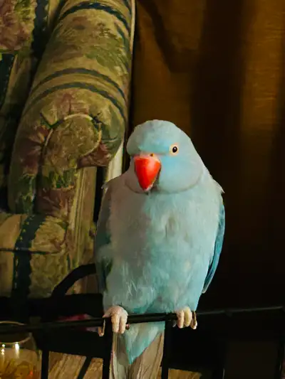 Blue Indian Ringneck Parrot, View more