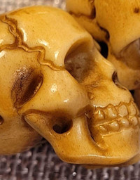 Lot de 6 Mini crânes ¾" Bovine bone carved skulls.