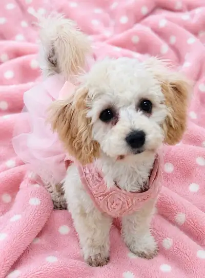 Princess – Female Bichonpoo Available* , View more