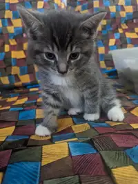 Bébé chaton/kitten a vendre ! Il est trop mignon.