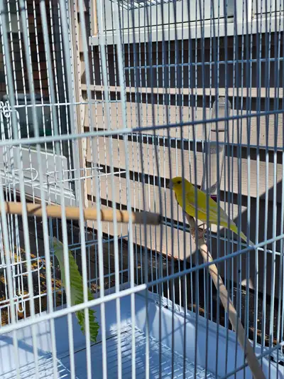 Canari a vendre, View more