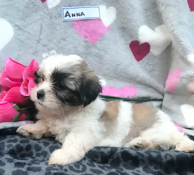 1 Adorable Male Shih Tzu/Malshi Puppy for Sale in Dogs & Puppies for Rehoming in Hamilton - Image 8