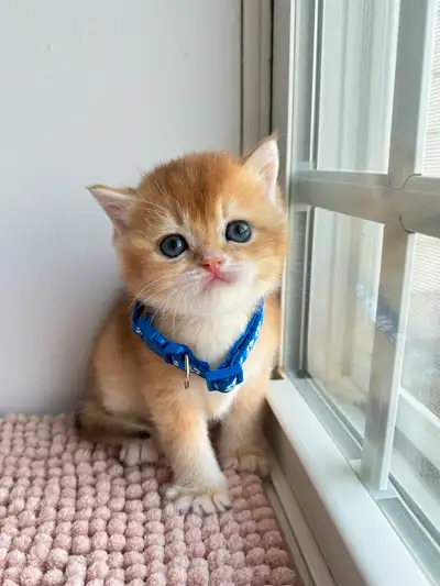 Registered cattery located in Halifax. All kittens will go to their new homes with health certificat...