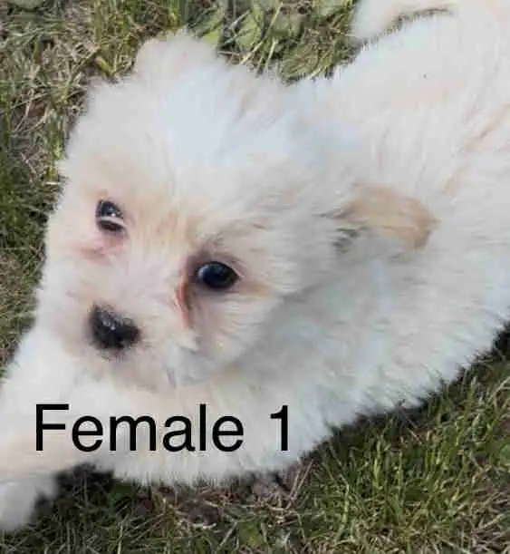 non-shedding hypoallergenic small puppies in Dogs & Puppies for Rehoming in Burns Lake - Image 2