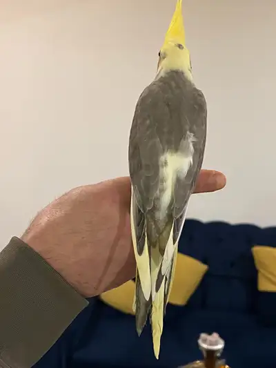 Baby cockatiel , View more