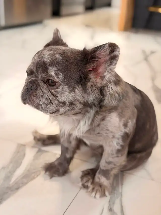 Bouledogue français full Fluffy  male merle in Dogs & Puppies for Rehoming in St-Georges-de-Beauce - Image 4