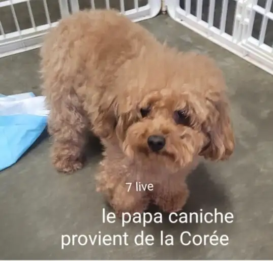 Golden doudoodle Chiot  femelle   roux in Dogs & Puppies for Rehoming in Laval / North Shore - Image 8
