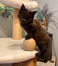 Purebred Maine Coon kittens for sale