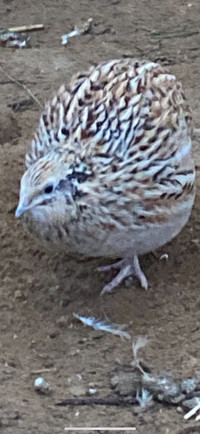 Quail laying hens 2-4 months