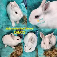Tiny netherland dwarf bunny
