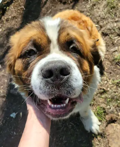 Looking for an acreage or farm for our girl, Daisy! (Dry Mouth Saint Bernerd - Unspayed) She's a wel...