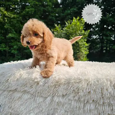 Cockapoo Puppies - last little girl available!, View more