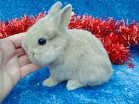 EXTRAORDINARY NETHERLAND DWARF BABY BUNNY RABBITS