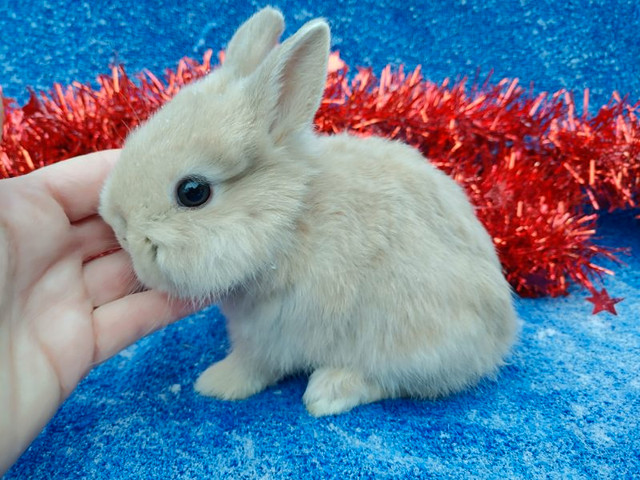 EXTRAORDINARY NETHERLAND DWARF BABY BUNNY RABBITS in Small Animals for Rehoming in Cornwall