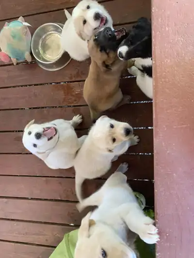chiots à vendre labrador noir \ montagne des Pyrénées, View more