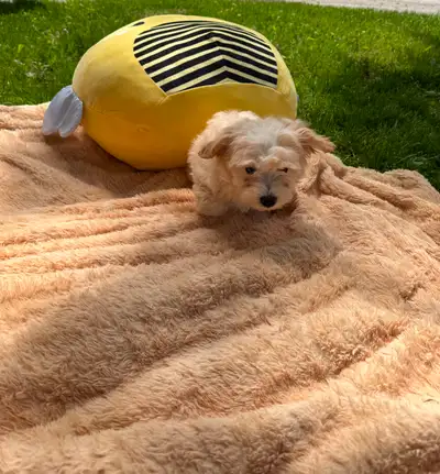 Small Maltipoo (Maltese X Poodle) Puppies, View more