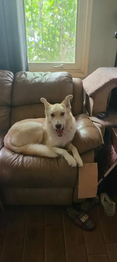 Beautiful fixed husky retriever mix 1.5 years old, View more