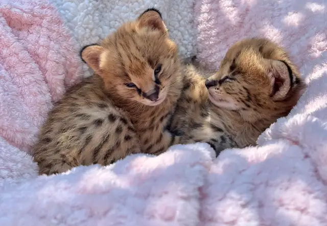 Serval Kittens Available !  in Cats & Kittens for Rehoming in City of Montréal - Image 6