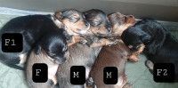 Longhaired Mini Dachshund Puppies