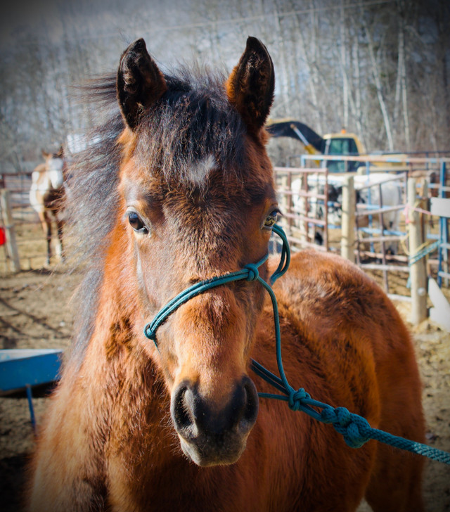 Cattle Bred Yearling AQHA Colt  in Horses & Ponies for Rehoming in Edmonton - Image 4
