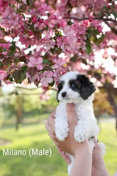 Cavapoo puppies have arrived!!!, View more