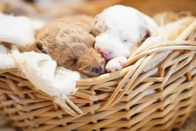 Hi! We have three male adorable mini labradoodles available that come vaccinated and dewromed and wi...