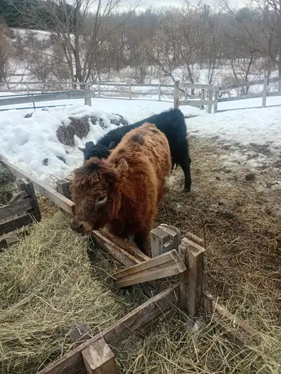 Heifer Calf, View more