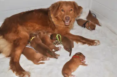 Nova Scotia Duck Toller Puppies CKC, View more
