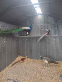 Peacocks and Phaesants for rehoming