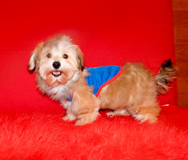 toy maltshi puppies(437-350-8234) in Dogs & Puppies for Rehoming in City of Toronto - Image 3