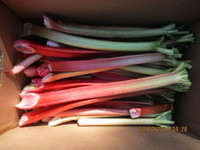 Organic Victoria Red Rhubarb