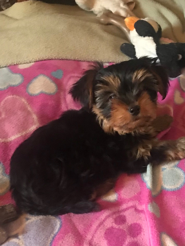 Yorkie Puppy in Dogs & Puppies for Rehoming in Trenton - Image 2
