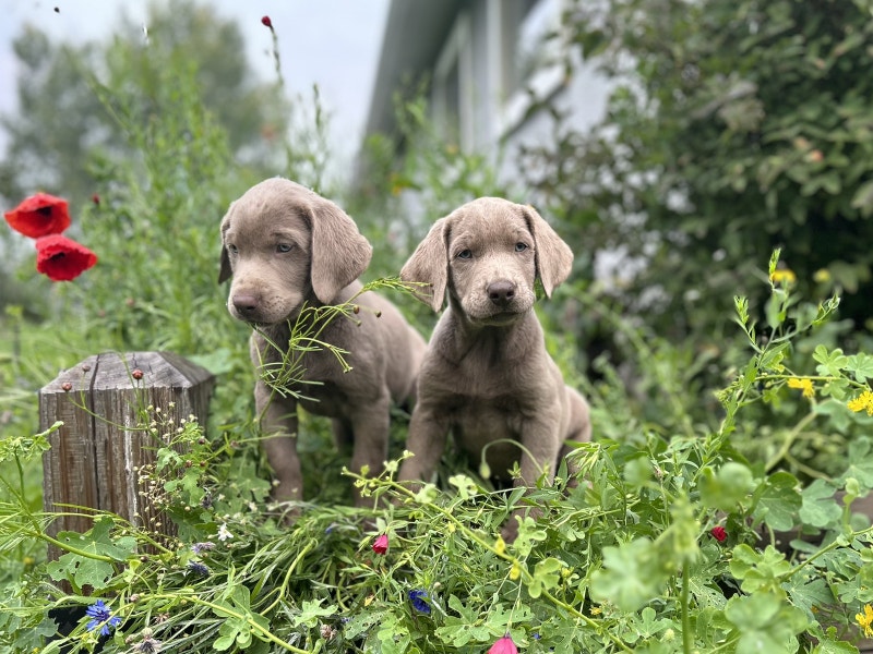 Stunning Silver Lab puppies Dogs & Puppies for Rehoming Edmonton