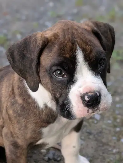 Boxer Puppy, View more