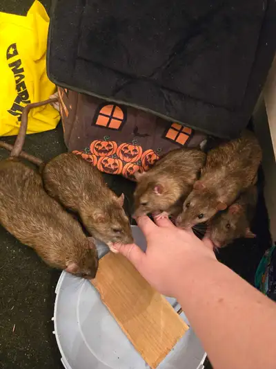 Cute Male Rats for Adoption, View more