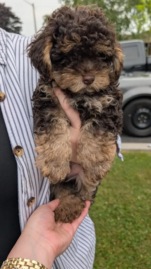 Morkiepoo Puppies in Dogs & Puppies for Rehoming in Oshawa / Durham Region - Image 6