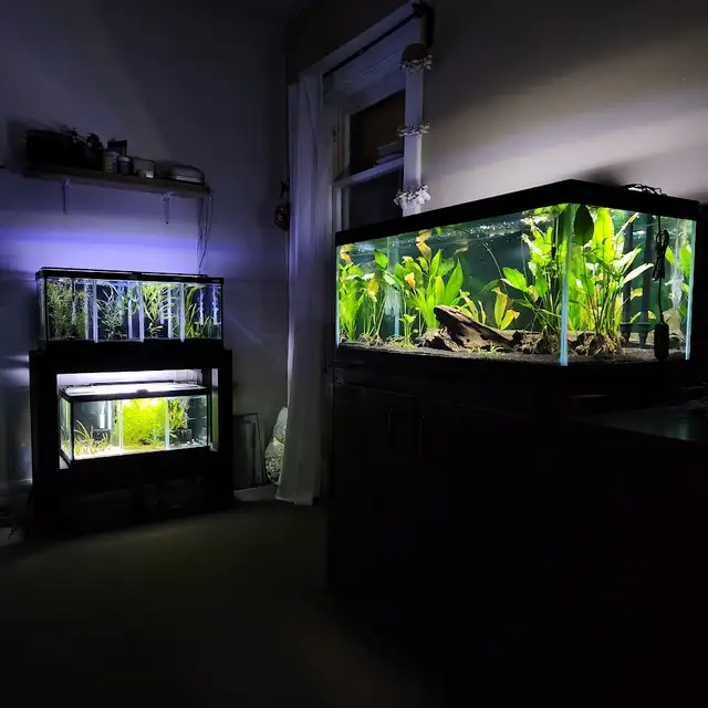 Taking in small, Unwanted Fish or Fish that Need Rehoming in Fish for Rehoming in City of Toronto - Image 6
