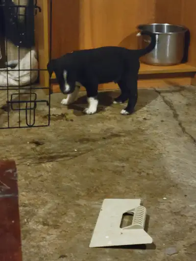 Lab mix puppies for sale, View more