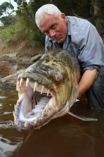 Platinum Tigerfish sale at TT Pets, View more