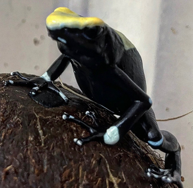 Dendrobates Tinctorius “Yellowback” in Reptiles & Amphibians for Rehoming in North Shore - Image 2