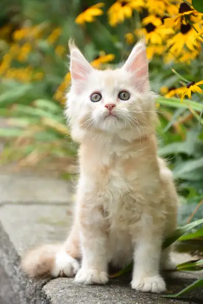 Maine coon kittens, View more